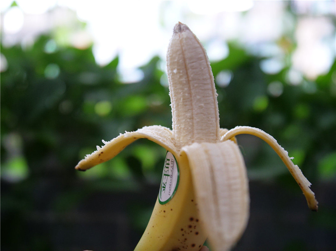 ”金丰浩“香蕉