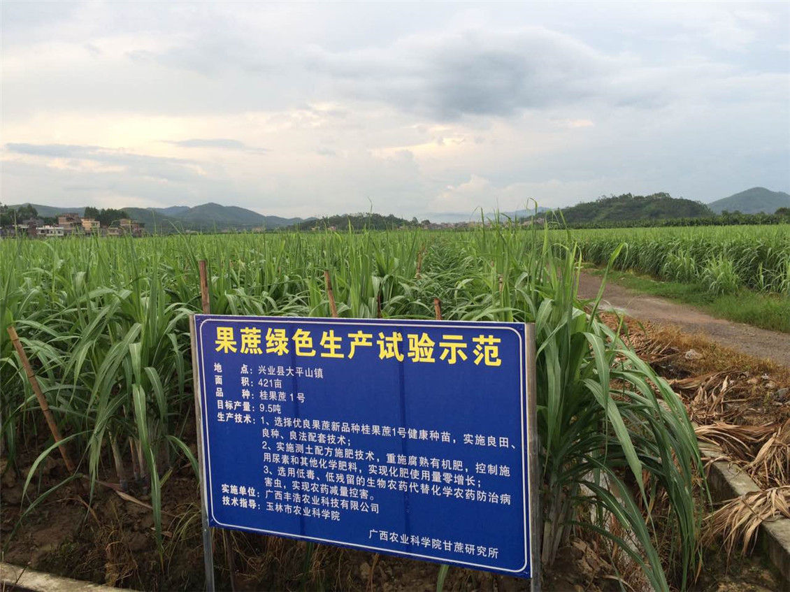 广西甘蔗研究所设立在丰浩公司的“果蔗绿色生产试验示范基地”