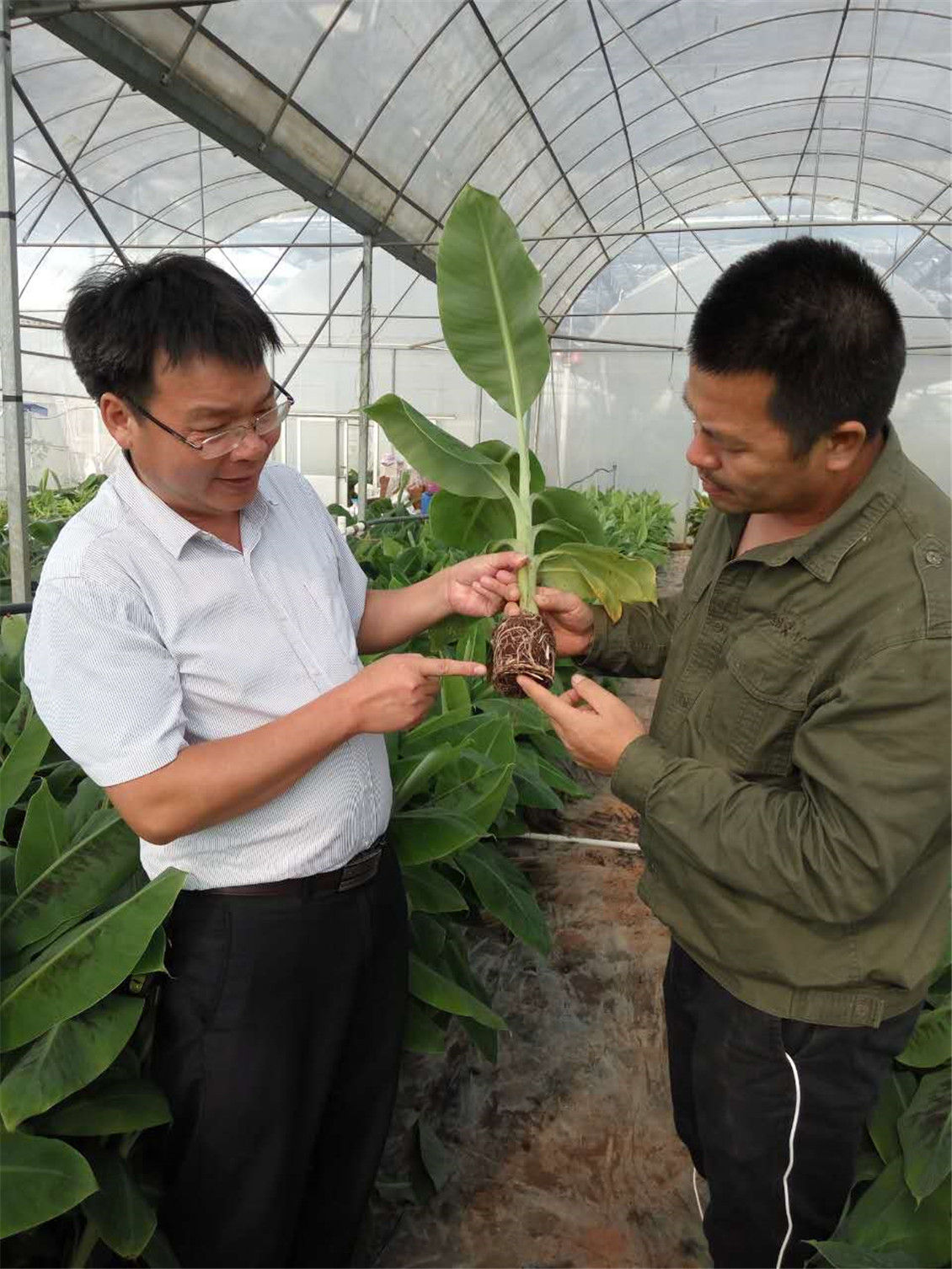 广西农科院生物所遗传室主任李朝生（左一）与丰浩公司技术总监吴启军（右一）在检查种苗