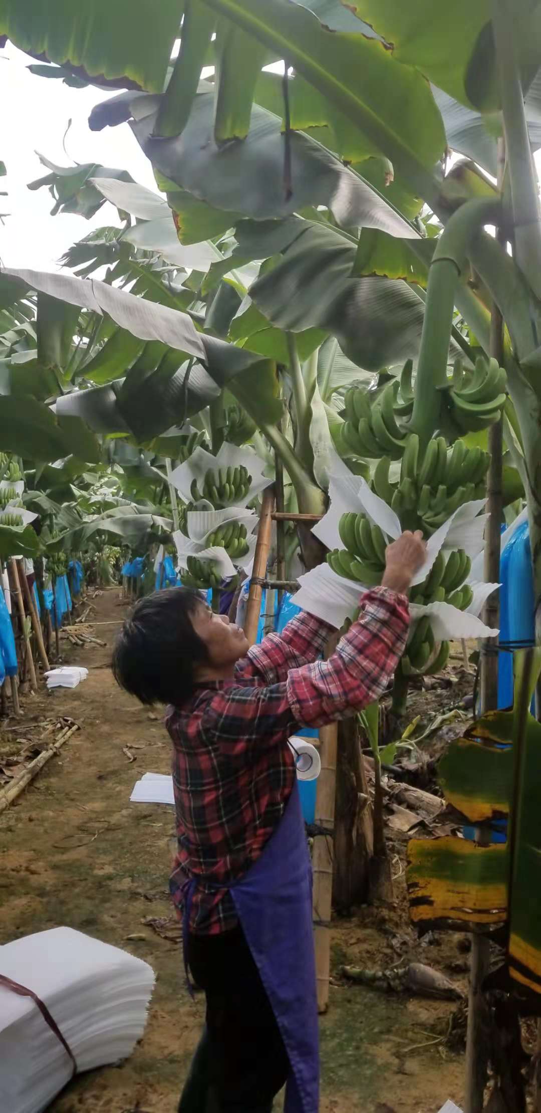 香蕉矮化技术