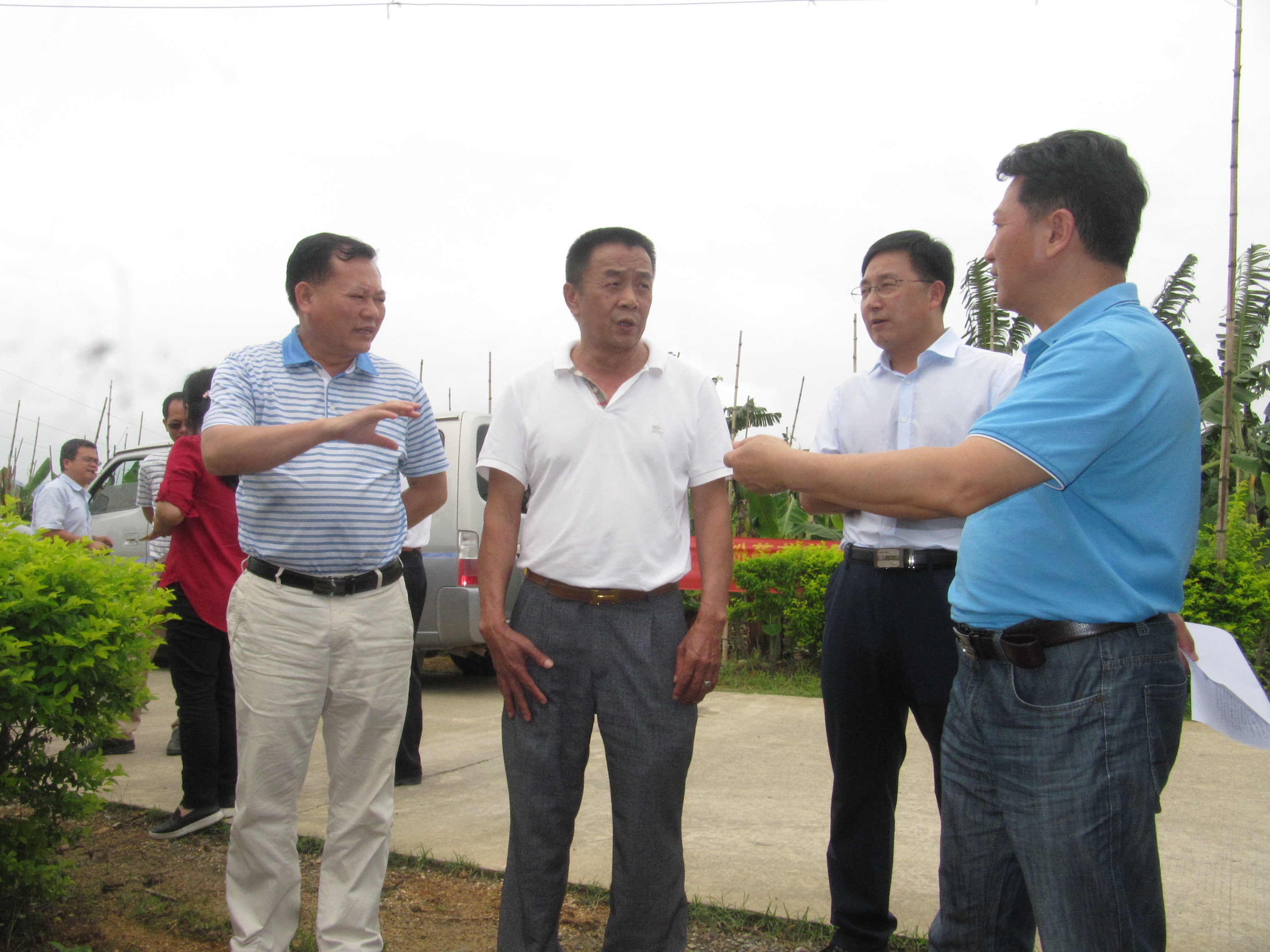 自治区农业产业办主任江丽海（右一）、广西香蕉创新团队首席专家韦绍龙研究员（左一）、兴业县原副县长宫经理（右二）在丰浩公司董事长唐传志（左二）陪同下到示范区调研。