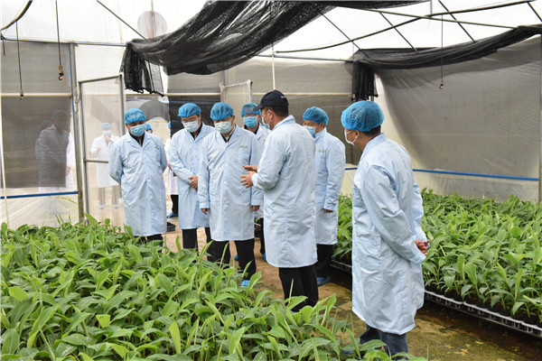 广西壮族自治区人民政府副主席方春明等一行人到无枯萎病香蕉种苗繁育基地指导工作